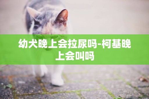 幼犬晚上會拉尿嗎-柯基晚上會叫嗎