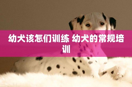 幼犬該怎們訓練 幼犬的常規培訓