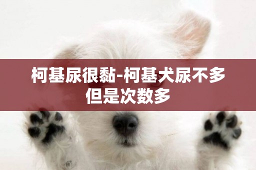 柯基尿很黏-柯基犬尿不多但是次數多