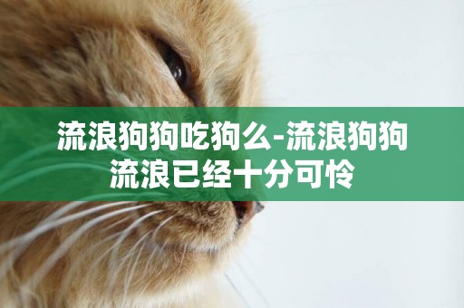 流浪狗狗吃狗么-流浪狗狗流浪已經十分可憐