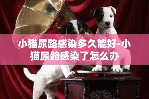 小貓尿路感染多久能好-小貓尿路感染了怎么辦