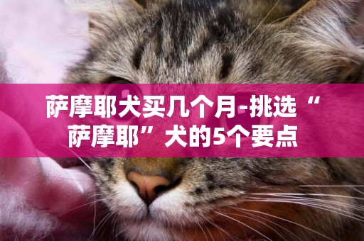 薩摩耶犬買幾個月-挑選“薩摩耶”犬的5個要點