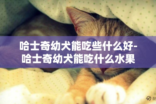 哈士奇幼犬能吃些什么好-哈士奇幼犬能吃什么水果