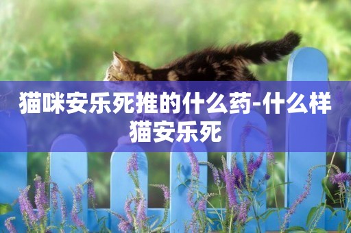 貓咪安樂死推的什么藥-什么樣貓安樂死