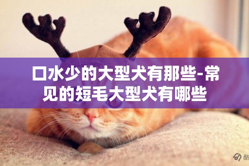 口水少的大型犬有那些-常見的短毛大型犬有哪些