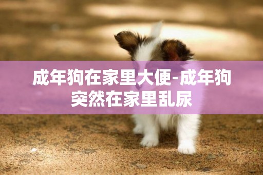 成年狗在家里大便-成年狗突然在家里亂尿