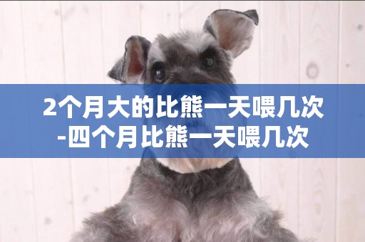 2個月大的比熊一天喂幾次-四個月比熊一天喂幾次
