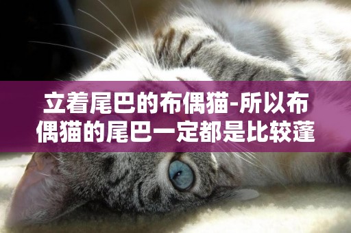 立著尾巴的布偶貓-所以布偶貓的尾巴一定都是比較蓬松的