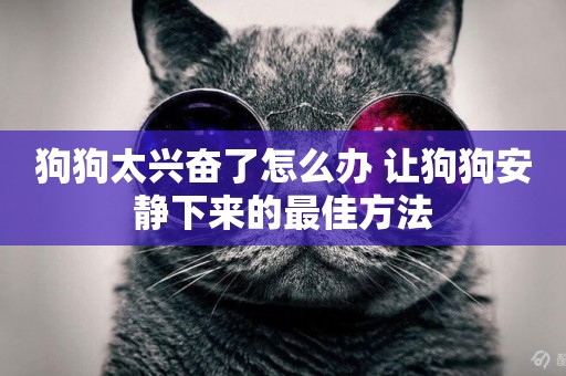 狗狗太興奮了怎么辦 讓狗狗安靜下來的最佳方法