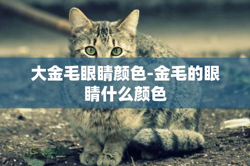 大金毛眼睛顏色-金毛的眼睛什么顏色