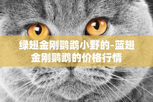 綠翅金剛鸚鵡小野的-藍翅金剛鸚鵡的價格行情