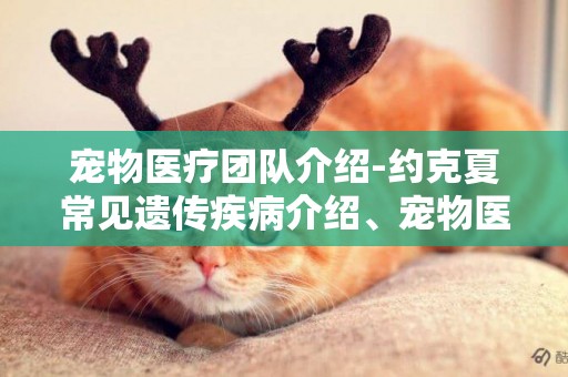 寵物醫療團隊介紹-約克夏常見遺傳疾病介紹、寵物醫療常識