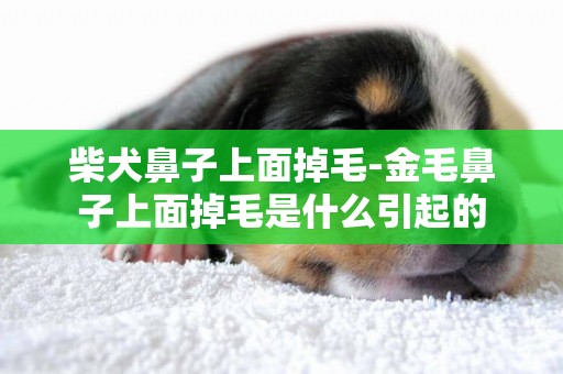 柴犬鼻子上面掉毛-金毛鼻子上面掉毛是什么引起的