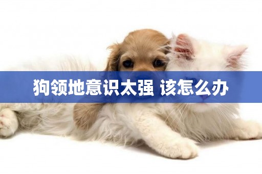 狗領地意識太強 該怎么辦