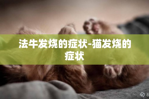 法牛發燒的癥狀-貓發燒的癥狀