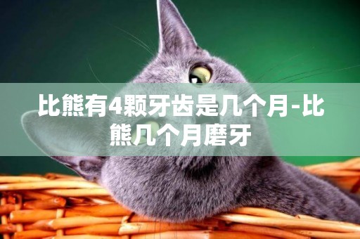 比熊有4顆牙齒是幾個月-比熊幾個月磨牙