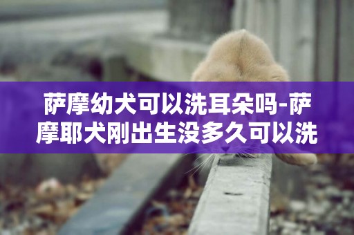 薩摩幼犬可以洗耳朵嗎-薩摩耶犬剛出生沒多久可以洗澡嗎