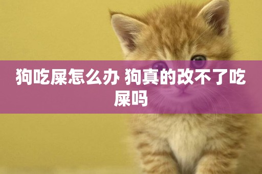 狗吃屎怎么辦 狗真的改不了吃屎嗎