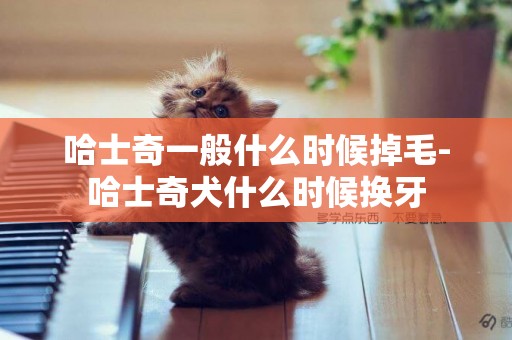 哈士奇一般什么時候掉毛-哈士奇犬什么時候換牙