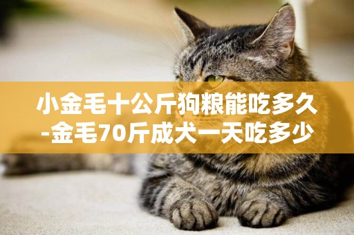 小金毛十公斤狗糧能吃多久-金毛70斤成犬一天吃多少狗糧