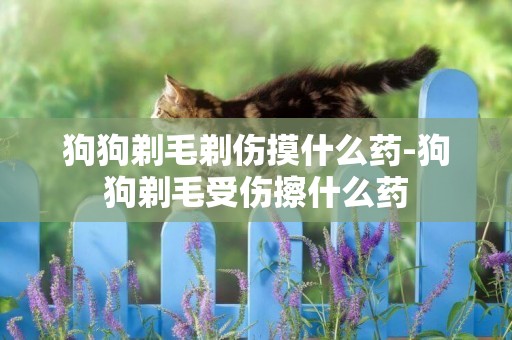 狗狗剃毛剃傷摸什么藥-狗狗剃毛受傷擦什么藥