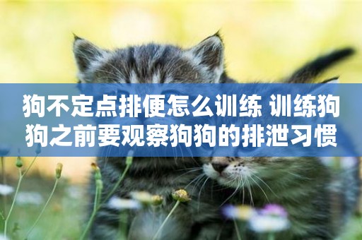 狗不定點排便怎么訓練 訓練狗狗之前要觀察狗狗的排泄習慣