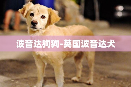 波音達狗狗-英國波音達犬