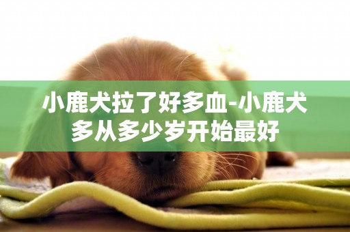 小鹿犬拉了好多血-小鹿犬多從多少歲開始最好