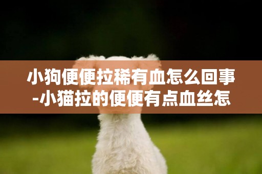 小狗便便拉稀有血怎么回事-小貓拉的便便有點血絲怎么回事