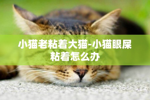 小貓老粘著大貓-小貓眼屎粘著怎么辦