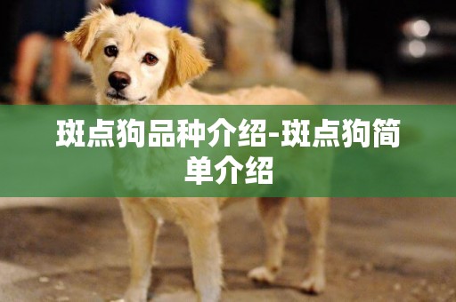 斑點狗品種介紹-斑點狗簡單介紹