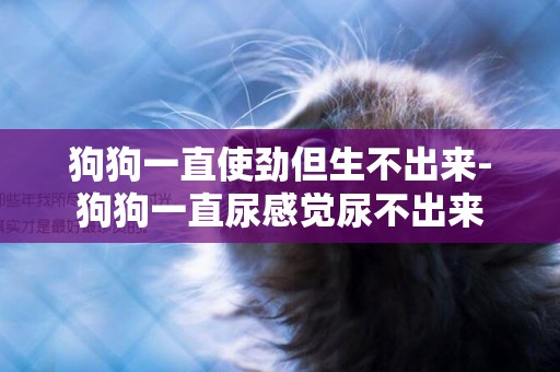 狗狗一直使勁但生不出來-狗狗一直尿感覺尿不出來