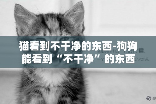 貓看到不干凈的東西-狗狗能看到“不干凈”的東西