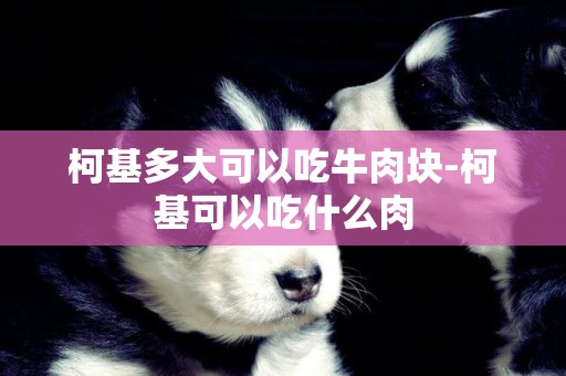 柯基多大可以吃牛肉塊-柯基可以吃什么肉