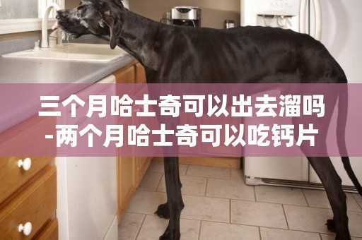 三個月哈士奇可以出去溜嗎-兩個月哈士奇可以吃鈣片嗎