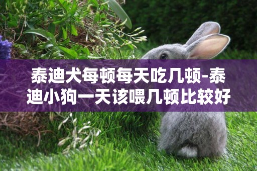 泰迪犬每頓每天吃幾頓-泰迪小狗一天該喂幾頓比較好