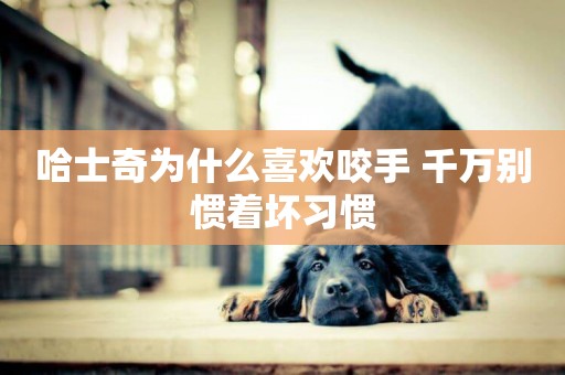 哈士奇為什么喜歡咬手 千萬別慣著壞習慣