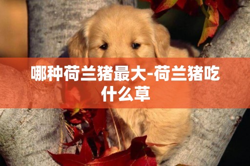哪種荷蘭豬最大-荷蘭豬吃什么草