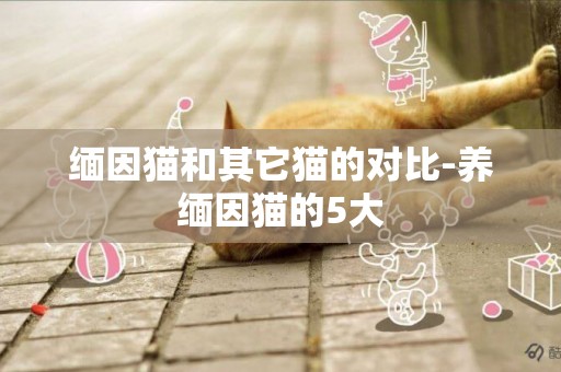 緬因貓和其它貓的對比-養緬因貓的5大