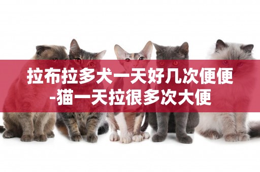 拉布拉多犬一天好幾次便便-貓一天拉很多次大便