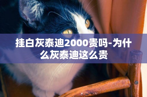 掛白灰泰迪2000貴嗎-為什么灰泰迪這么貴