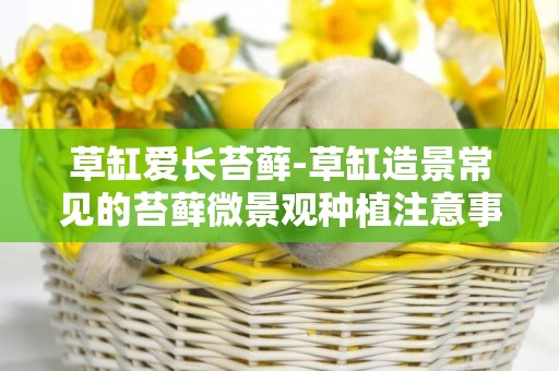 草缸愛長苔蘚-草缸造景常見的苔蘚微景觀種植注意事項