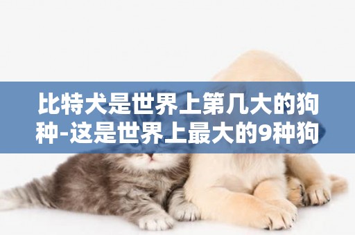 比特犬是世界上第幾大的狗種-這是世界上最大的9種狗狗