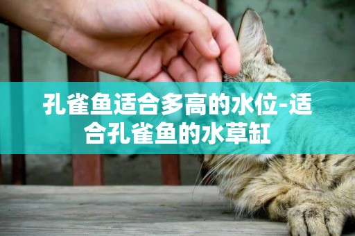 孔雀魚適合多高的水位-適合孔雀魚的水草缸