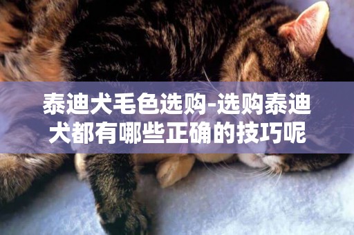 泰迪犬毛色選購-選購泰迪犬都有哪些正確的技巧呢