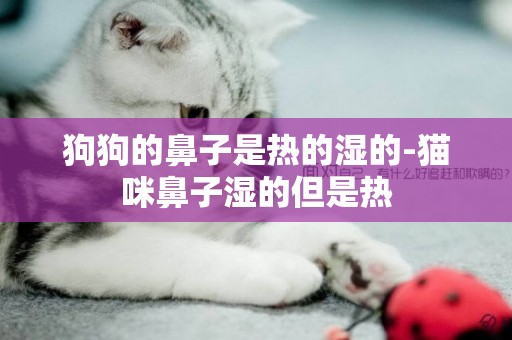 狗狗的鼻子是熱的濕的-貓咪鼻子濕的但是熱