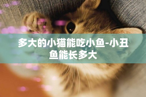 多大的小貓能吃小魚-小丑魚能長多大