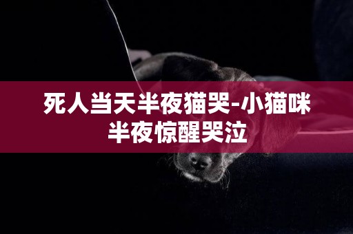 死人當天半夜貓哭-小貓咪半夜驚醒哭泣