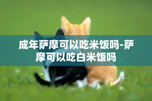 成年薩摩可以吃米飯嗎-薩摩可以吃白米飯嗎