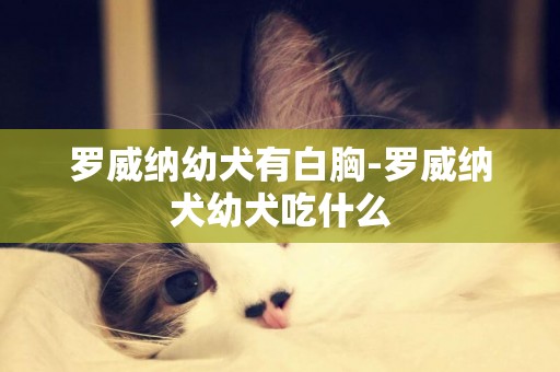 羅威納幼犬有白胸-羅威納犬幼犬吃什么